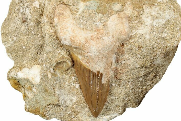 Large Otodus Shark Tooth Fossil in Rock - Morocco #273647